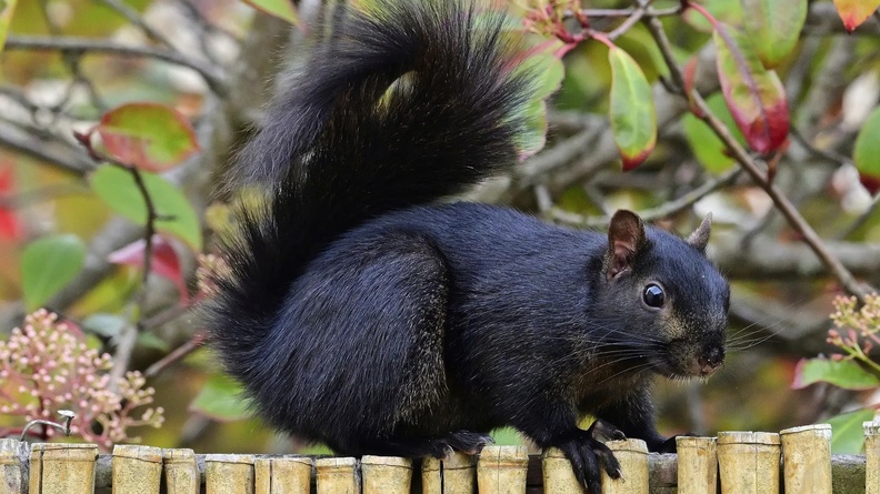 Black Squirrel, Pacific Grove, California, USA